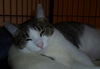 Maxene the Cuddly Kitten