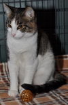 Maxene the Cuddly Kitten