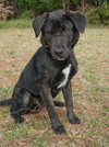 Ashes the Happy Lab/Shepherd