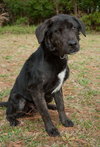Ashes the Happy Lab/Shepherd