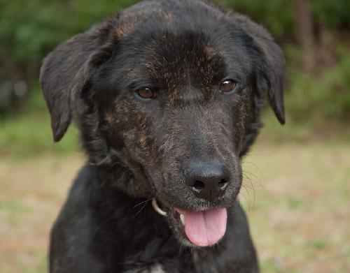 Ashes the Happy Lab/Shepherd