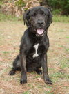 Ashes the Happy Lab/Shepherd