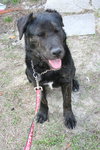 Ashes the Happy Lab/Shepherd