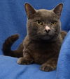 Petey the Velvety Gray Boy