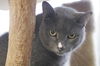 Petey the Velvety Gray Boy