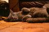 Petey the Velvety Gray Boy