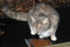Muffin the Gray Tortie LoveBug