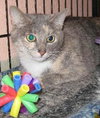 Muffin the Gray Tortie LoveBug