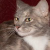 Muffin the Gray Tortie LoveBug