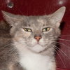 Muffin the Gray Tortie LoveBug