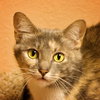 Muffin the Gray Tortie LoveBug