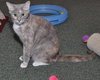 Muffin the Gray Tortie LoveBug