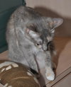 Muffin the Gray Tortie LoveBug