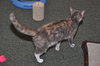 Muffin the Gray Tortie LoveBug
