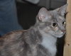 Muffin the Gray Tortie LoveBug