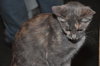 Muffin the Gray Tortie LoveBug