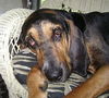 Beauregard the Handsome Coonhound