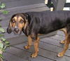 Beauregard the Handsome Coonhound