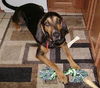 Beauregard the Handsome Coonhound