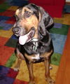 Beauregard the Handsome Coonhound