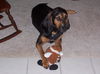 Beauregard the Handsome Coonhound