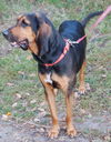 Beauregard the Handsome Coonhound