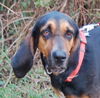 Beauregard the Handsome Coonhound