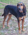 Beauregard the Handsome Coonhound