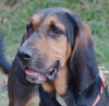 Beauregard the Handsome Coonhound