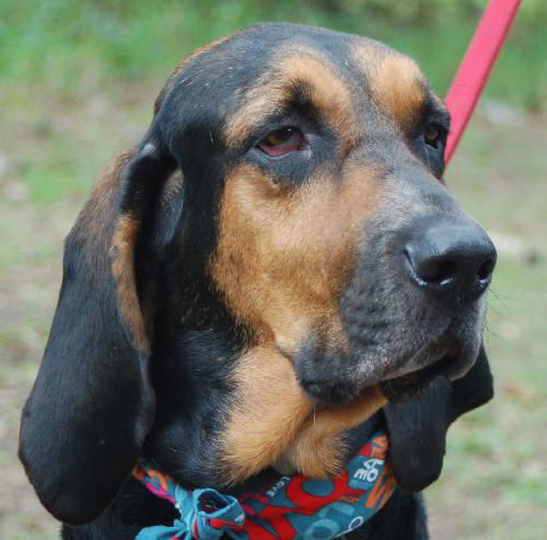Beauregard the Handsome Coonhound