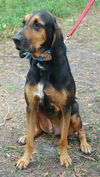 Beauregard the Handsome Coonhound