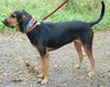 Beauregard the Handsome Coonhound