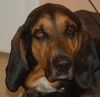 Beauregard the Handsome Coonhound
