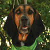 Beauregard the Handsome Coonhound