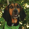 Beauregard the Handsome Coonhound