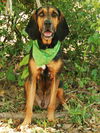 Beauregard the Handsome Coonhound