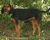 Beauregard the Handsome Coonhound