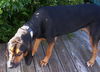 Beauregard the Handsome Coonhound