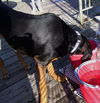 Beauregard the Handsome Coonhound