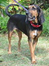 Beauregard the Handsome Coonhound
