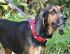 Beauregard the Handsome Coonhound