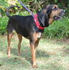 Beauregard the Handsome Coonhound