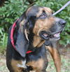 Beauregard the Handsome Coonhound
