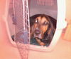Beauregard the Handsome Coonhound