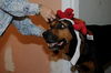 Beauregard the Handsome Coonhound