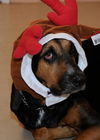 Beauregard the Handsome Coonhound