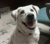 Princess the Senior Labrador