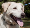 Princess the Senior Labrador