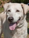 Princess the Senior Labrador