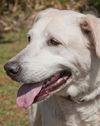 Princess the Senior Labrador